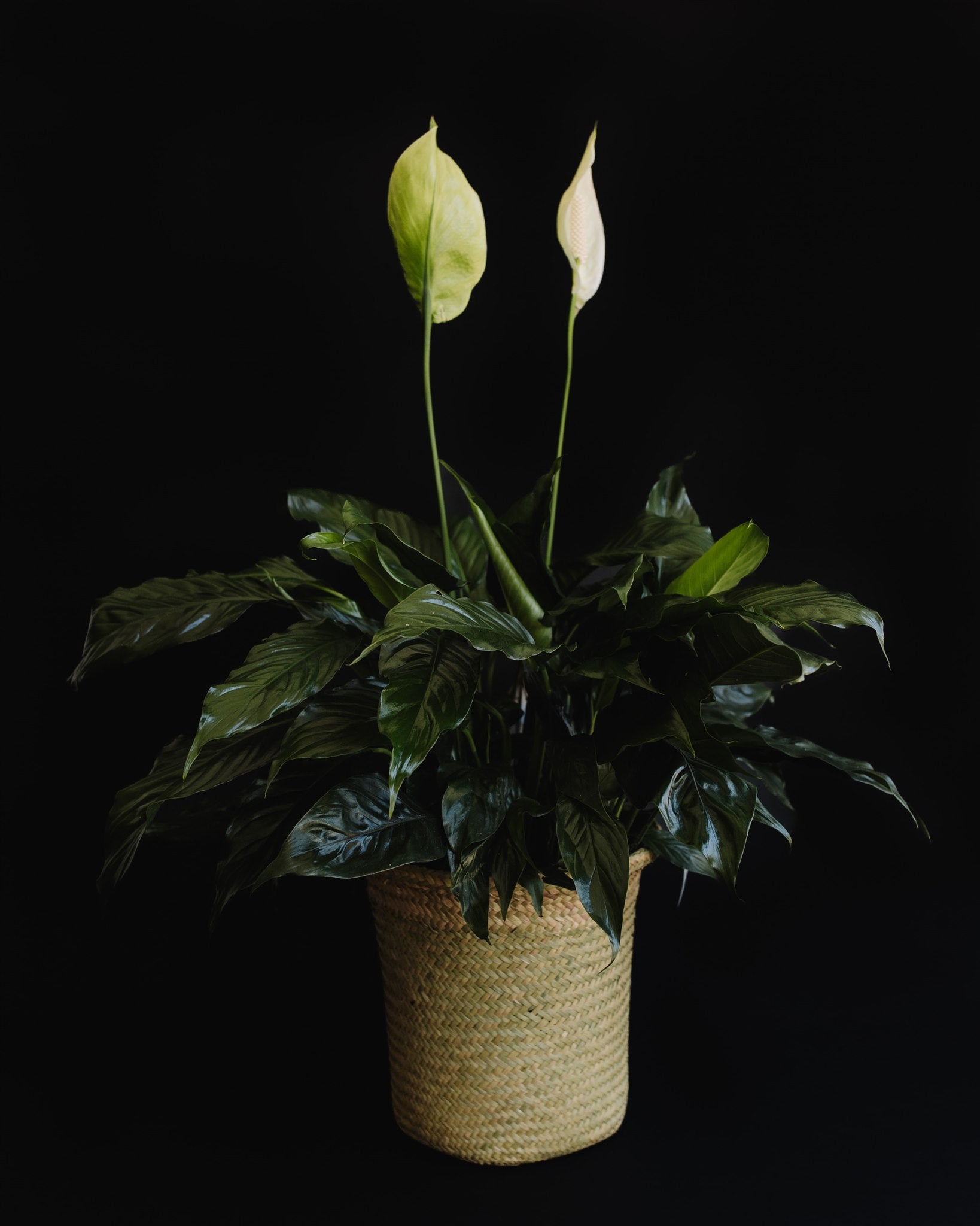 peace lily in basket Peace Lily in Basket