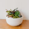 Dish Gardens