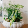 Dish Gardens