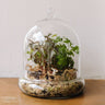 Ready-to-Gift Terrariums