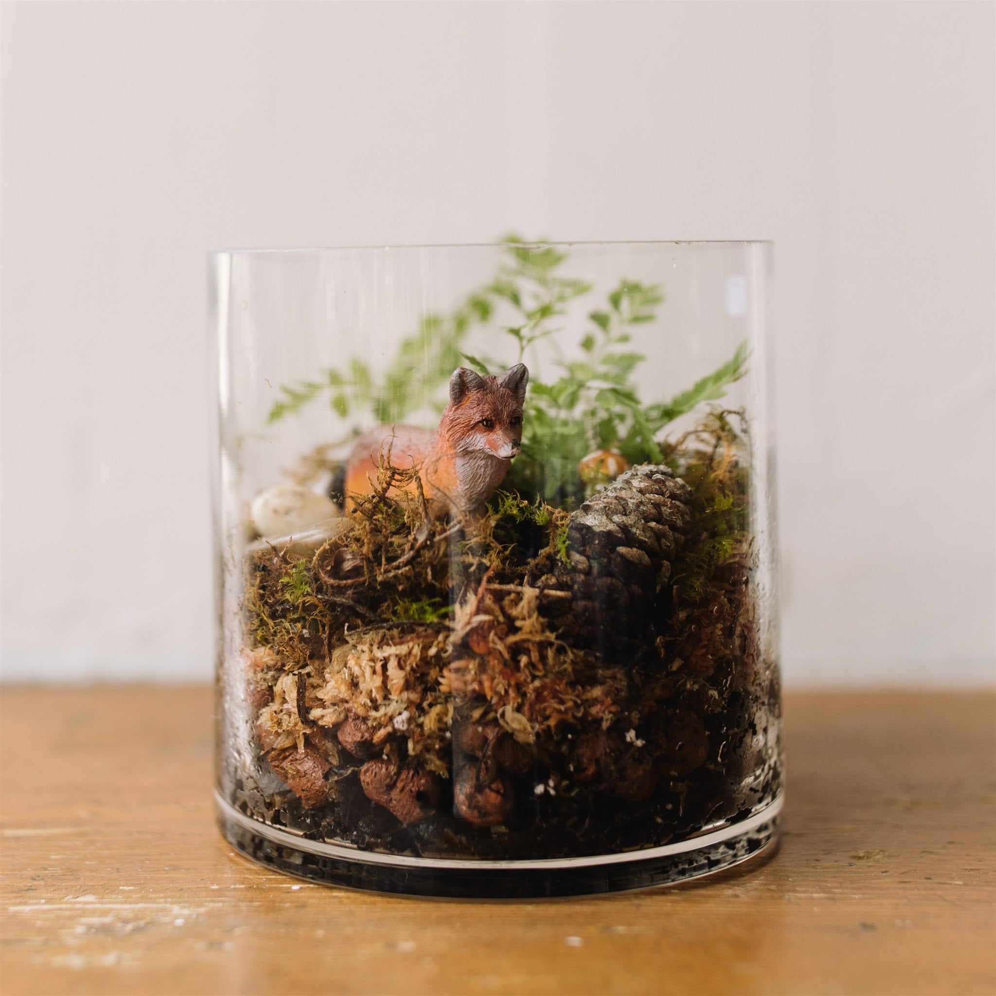 terrarium plants kit DIY Terrarium Gift Kits