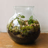 Ready-to-Gift Terrariums