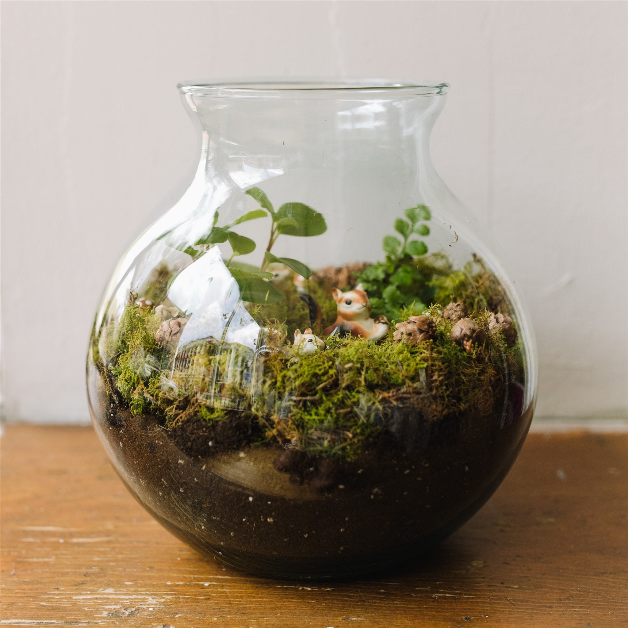 glass terrarium for plants Ready-to-Gift Terrariums