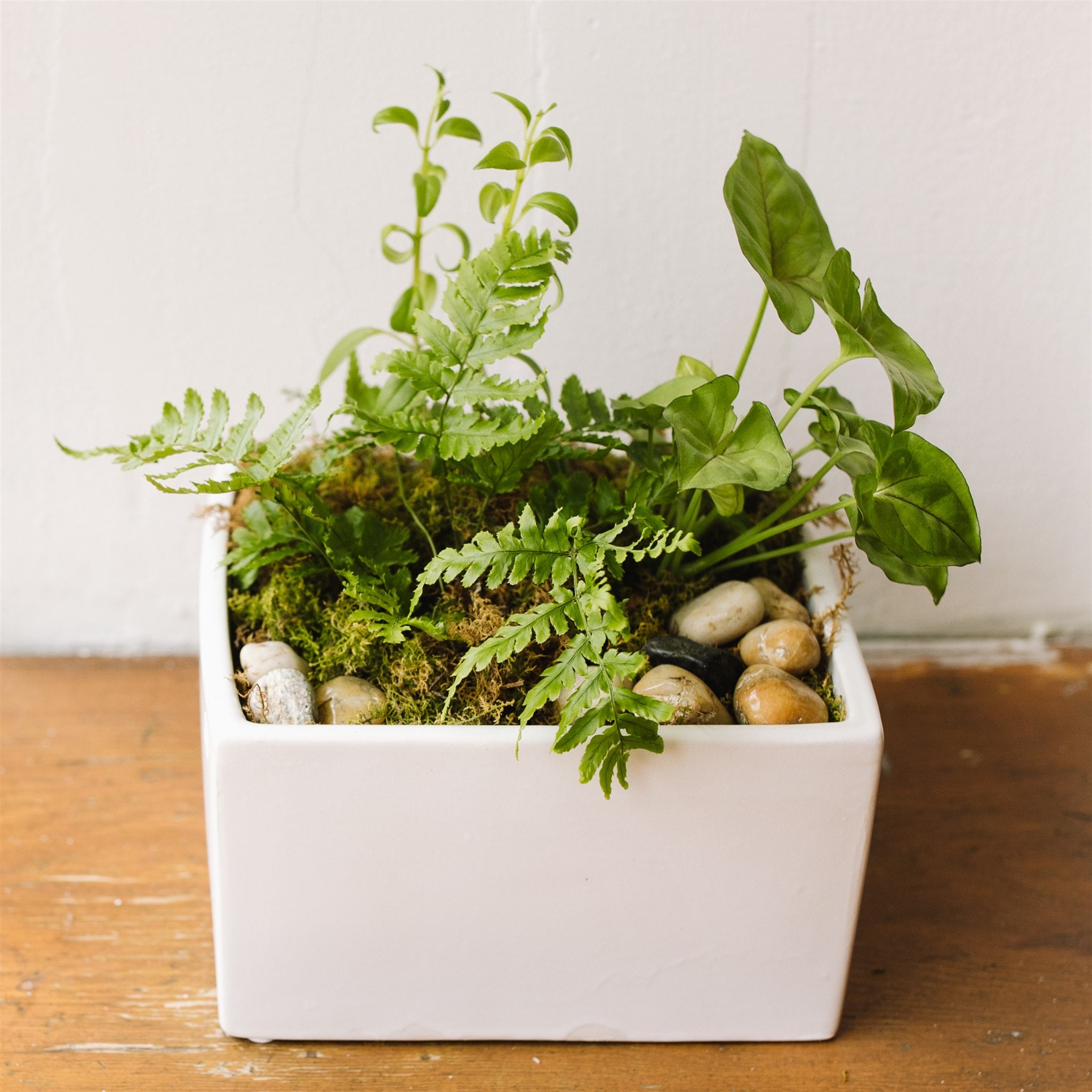 Potted House Plants