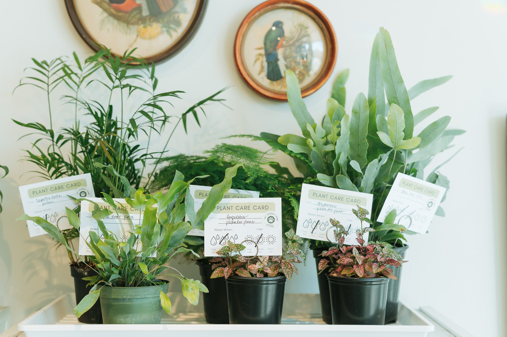 4" indoor house plants