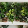 2" indoor house plants 