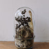 Nature Terrariums