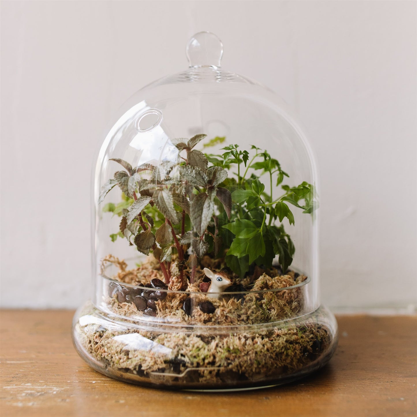 Terrariums (Ready to Gift) Sparrow's Floral Design