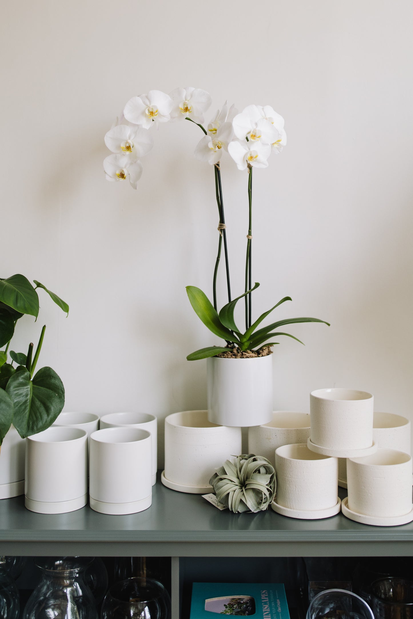 Potted Phalaenopsis Orchid